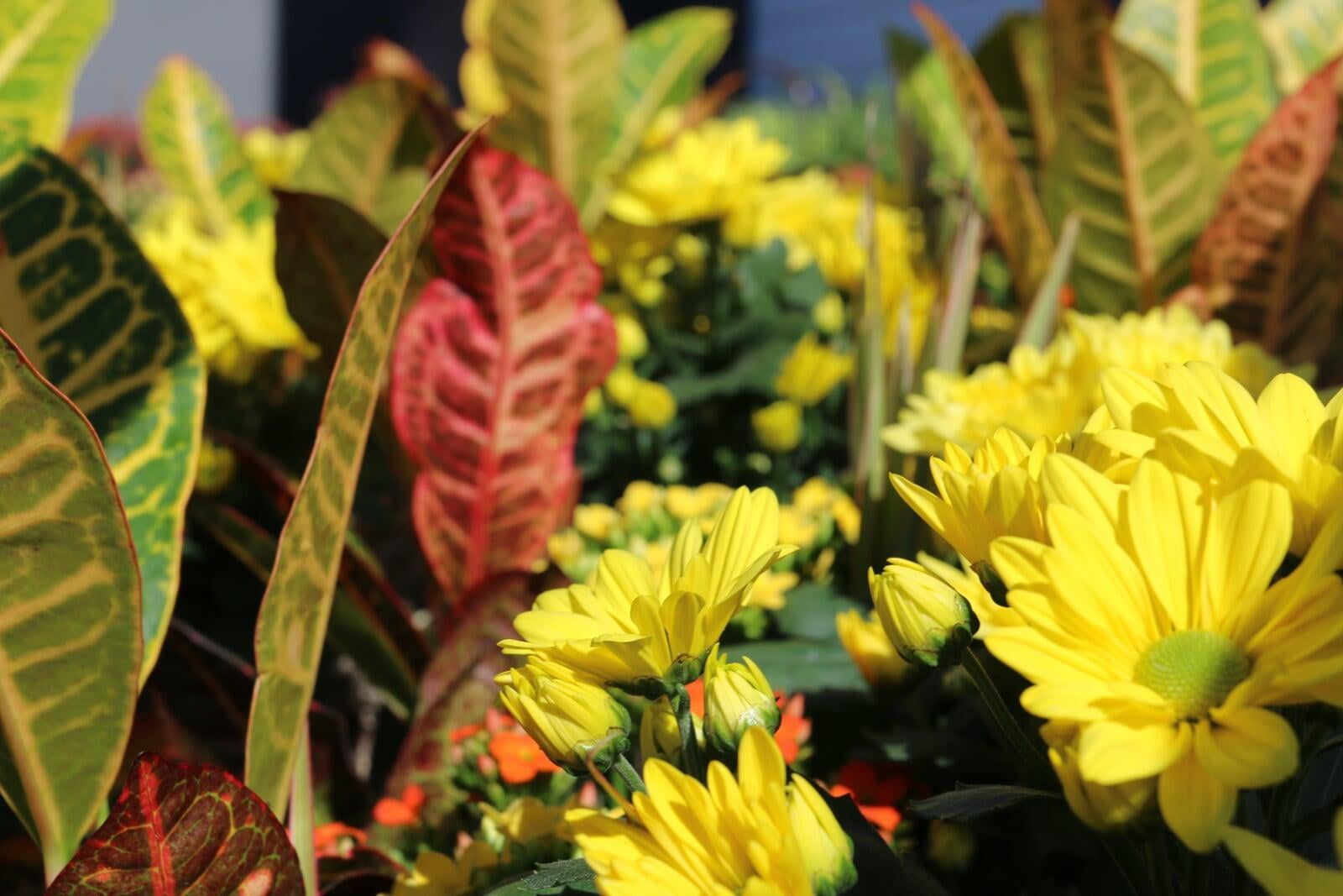 Feature Friday: Plant Care